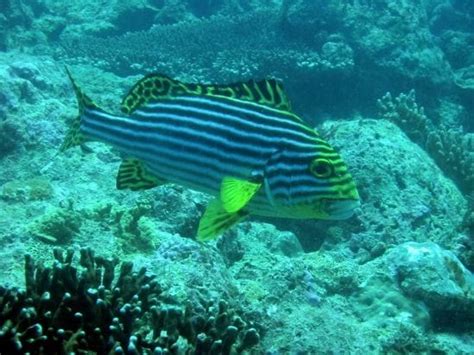 Scuba Diving | Lakshadweep - What to Expect | Timings | Tips - Trip Ideas by MakeMyTrip