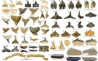 World's 'shark tooth capital' teemed with even more extinct species than we knew | Live Science