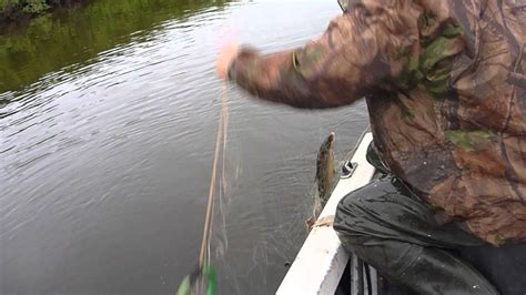 Gill net fishing in a tributary of the Yenisei River Siberia in July ...