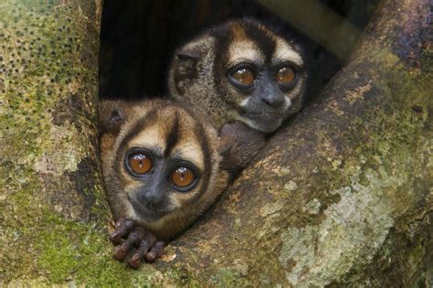 Night Monkeys (Aotus vociferans) in a tree cavity along a creek south ...