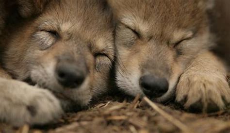 Help Give Mexican Wolf Pups Names With Our Fifth Annual Pup Naming Contest for Kids – Lobos of ...