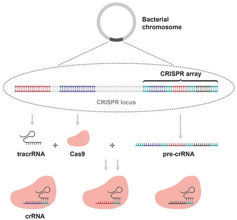 What is CRISPR-Cas9 and how does it work? | INTEGRA