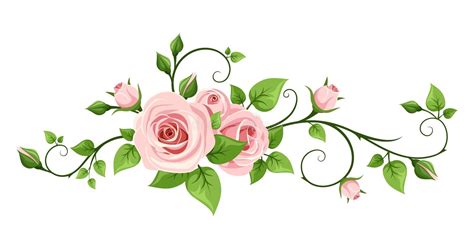 Pink rose vine. Vector illustration. vector illustration | Flower art ...