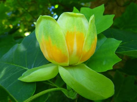 Free Images - tulip tree blossom bloom