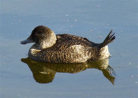 Blue-billed DuckFriends of Queens Park Bushland | Friends of Queens Park Bushland