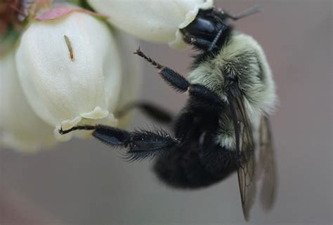 Flowering and Pollination – One of the Most Critical Blueberry Growth Stages | Koppert US