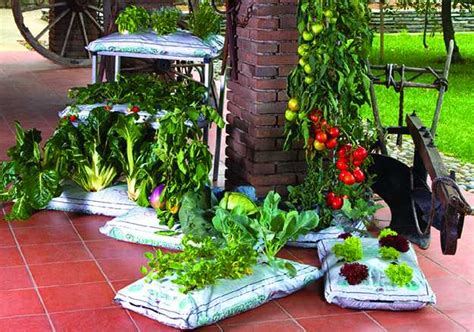 Coltivare l'Orto in balcone, consigli pratici - Idee Green