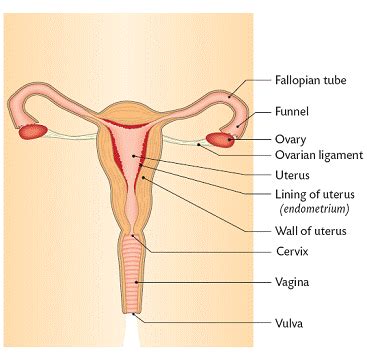 Human Female Reproductive System Worksheet Answers flechziri