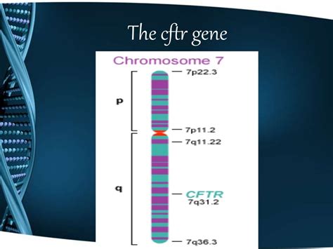 Cystic fibrosis (genetics)