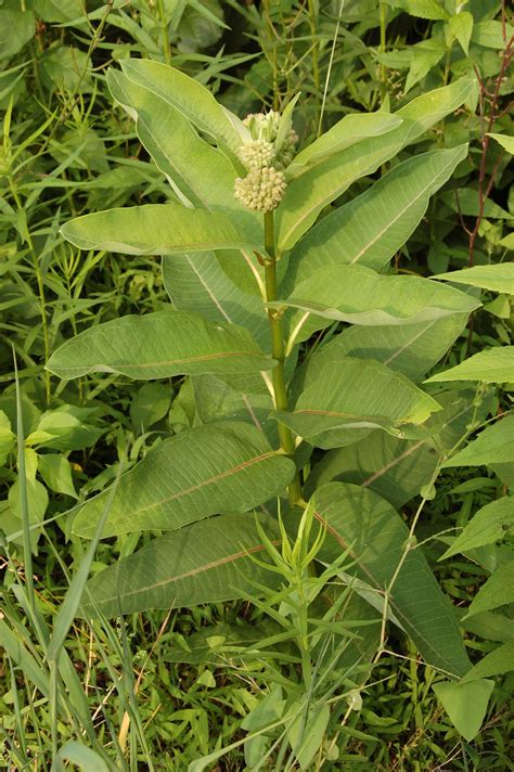 A Garden of Antietam: Milkweed Seeds