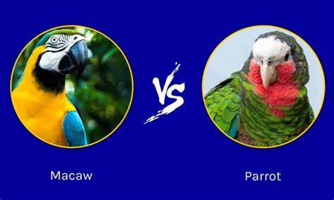 Macaw vs Parrot: What’s the Difference? - IMP WORLD