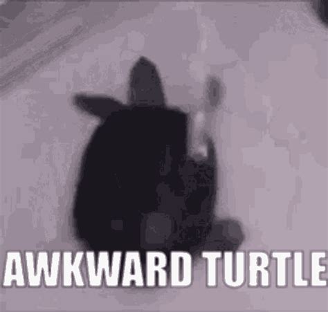 Awkward Turtle GIF - Awkward Turtle Awkward Turtle - Discover & Share GIFs