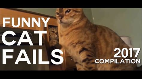 Funny Cat Fails Compilation 2017 - YouTube