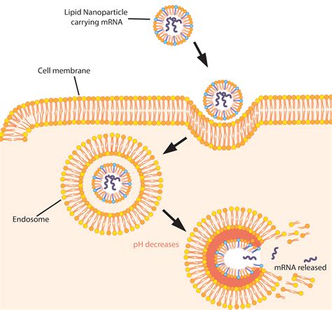 Lipid nanoparticles: The underrated invention behind the vaccine revolution – ScienceBorealis.ca ...