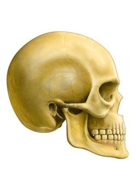 Human Skull Side View