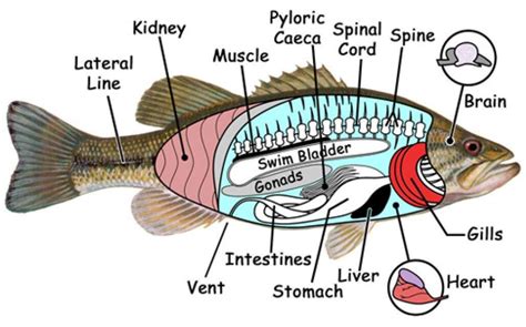 The Internal and External Anatomy of Florida Fish | VISIT FLORIDA Fish ...