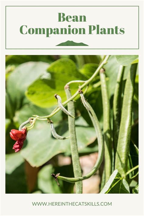 Companion Plants for Beans: Enhance Your Bean Garden