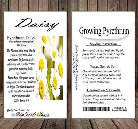 30 x PYRETHRUM DAISY SEEDS - Chrysanthemum cinerariifolium - PYRETHRUM Used To KILL BUGS INSECTS ...