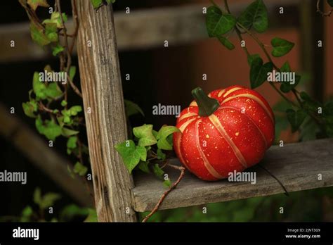 Street Halloween decorations Stock Photo - Alamy