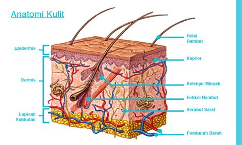 Category: Anatomi Kulit - Estetiderma Perawatan Kulit Wajah