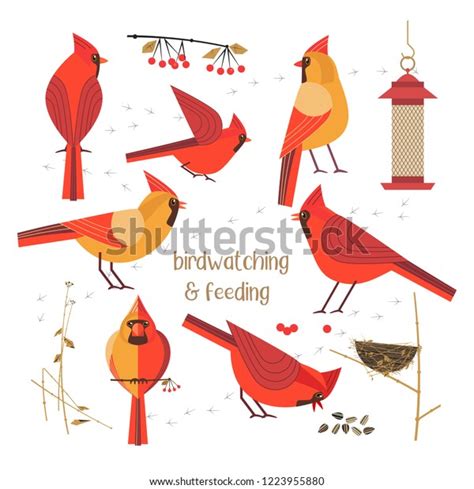 3,088 Birds Feeding Cardinal Images, Stock Photos & Vectors | Shutterstock