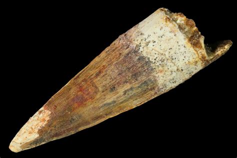 2.30" Spinosaurus Tooth - Real Dinosaur Tooth (#80724) For Sale - FossilEra.com