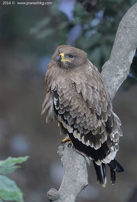 Steppe Eagle (Aquila nipalensis) found from Romania into South Russia and Central Asia to the ...