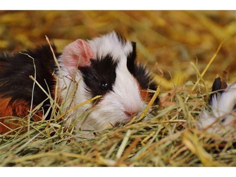 Guinea Pig Hay (What Type, How Much): A Complete Guide For Owners