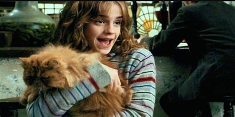 Hermione's Cat Crookshanks Was the Real Hero of 'Harry Potter' | Inverse