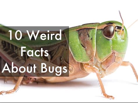 Copia de 10 Weird Facts About Bugs by Leobardo Gil