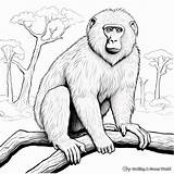 Baboon Coloring Pages  Free & Printable sketch template