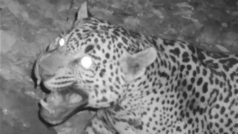 Jaguar previously unknown to U.S. caught on camera in Arizona ...