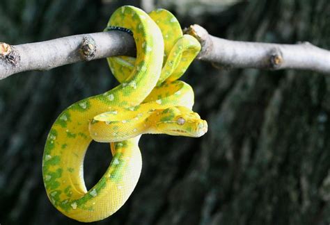 Green Tree Python | Snakes