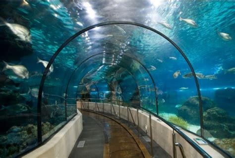 Aquarium La Rochelle - A la une, Zoo & Aquarium en Nouvelle Aquitaine ...