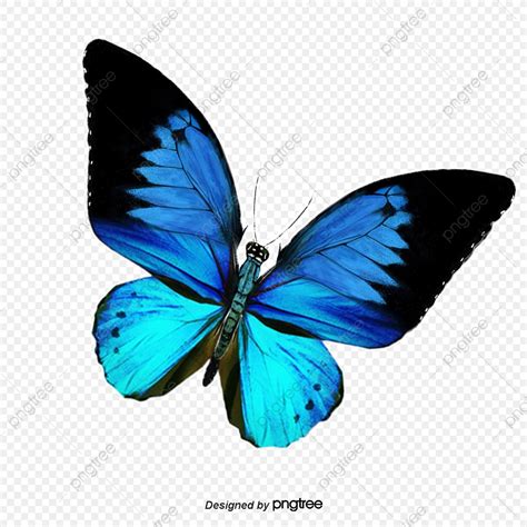 Download this Butterfly, Blue Butterfly, Blue PNG clipart image with ...