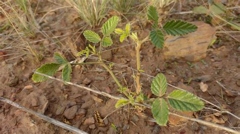 Know Your Park Lands Plants: native scurf pea — Adelaide Park Lands Association