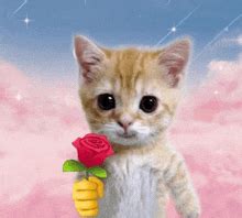 GIF-y z serii Cat Flower | Tenor