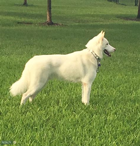 White Siberian Husky - Stud Dog in Florida, the United States | Breed ...