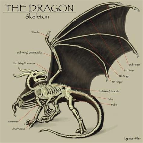 Pin by Тыковка on Существа | Dragon anatomy, Dragon skeleton, Dragon bones