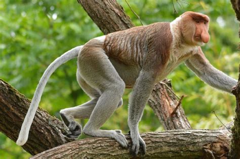 Proboscis Monkey Facts, Pictures & Video. Discover A Famous Long-Nosed ...