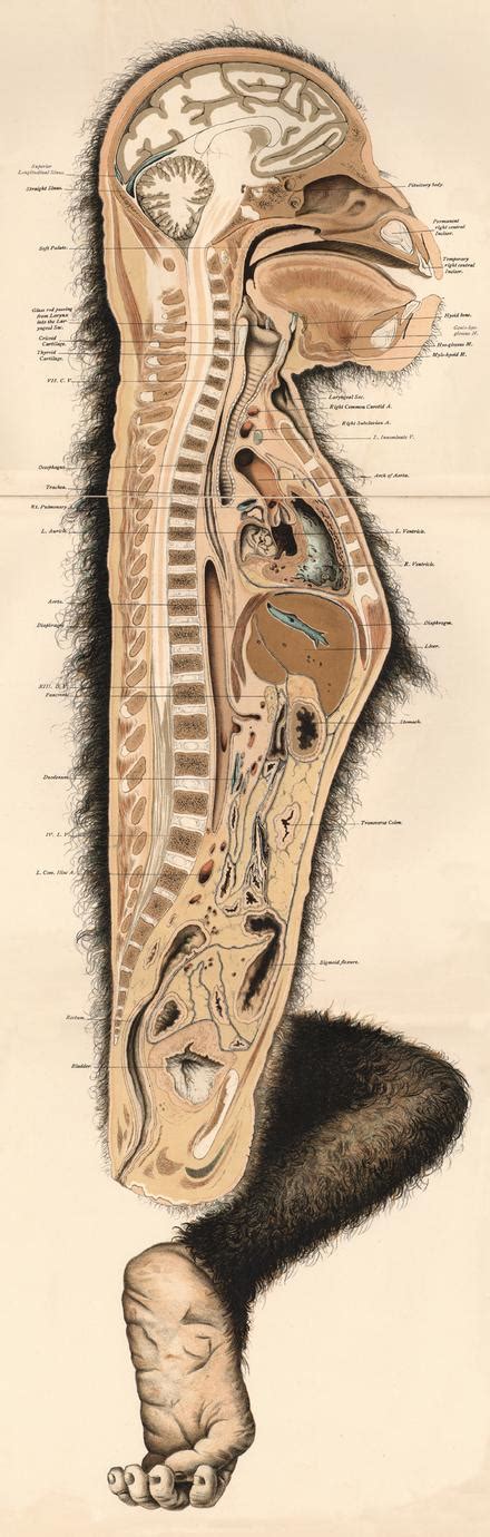 Chimpanzee Anatomy