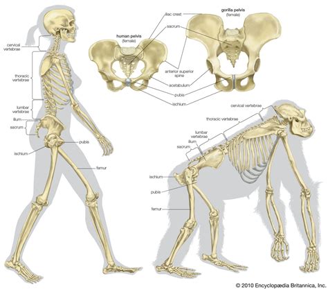 gorilla: locomotion and skeletal structure | Human evolution, Evolution, Gorilla