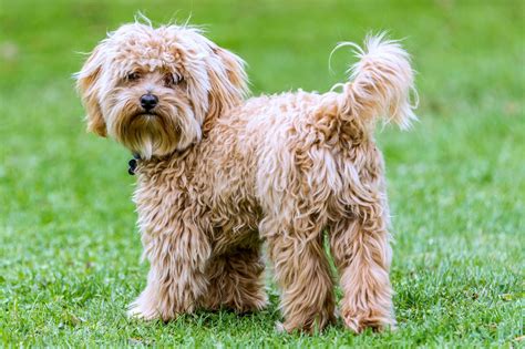 Cavapoo: Dog Breed Characteristics & Care