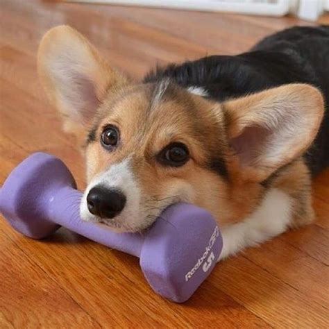 Pet Training Tips | Corgi, Corgi dog, Pembroke welsh corgi