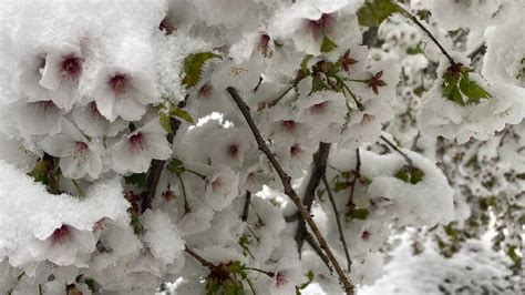 When does it stop? Buffalo’s history of late-season snow