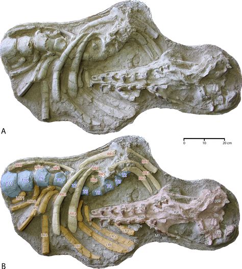 Skull and partial skeleton found in Morocco helps link ancient whale ...