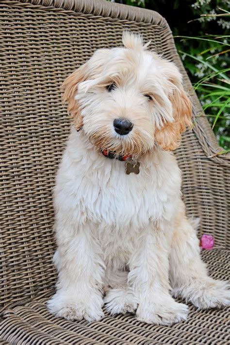 42 Top Photos Australian Labradoodles Puppies : Labradoodle Puppies for Sale | Barksdale ...