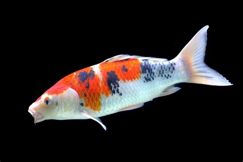 Koi Fish Care: Guide to Keeping Nishikigoi - Fish Laboratory