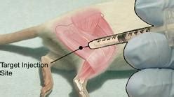 Intraperitoneal Injection Rodents