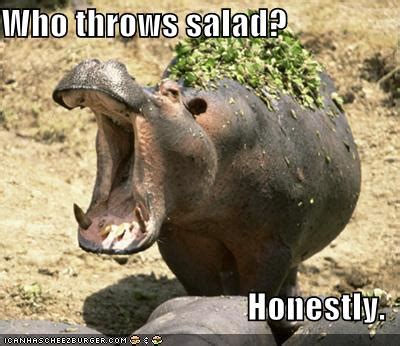 Funny Animals: Funny Hippo, Pictures